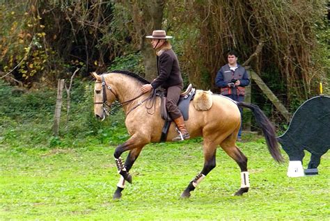 Lusitano Horse Breed Information, History, Videos, Pictures