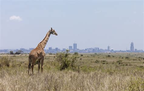 10 Top Tourist Attractions in Kenya (with Map) - Touropia