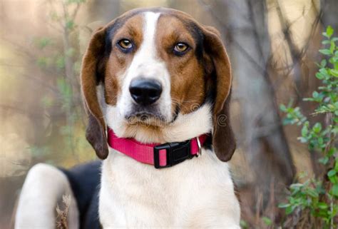 Treeing Tennessee Walker Coonhound Stock Image - Image of outdoor ...