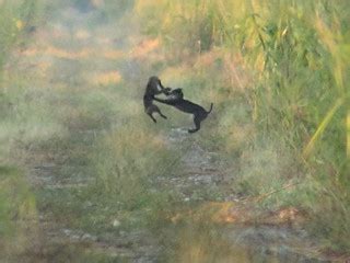 Bobcats two cubs playing 20111103 | Upon entering the area b… | Flickr