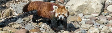 An Update on Red Panda Conservation | Seneca Park Zoo