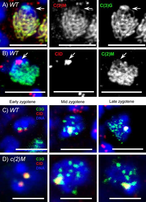 A Pathway for Synapsis Initiation during Zygotene in Drosophila Oocytes ...