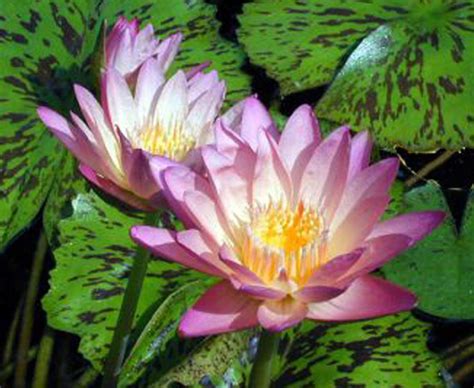 Aquatic Plant Photos - International Waterlily & Water Gardening Society