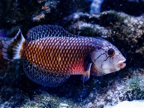 The Ultimate Dragon Wrasse Care Guide | Fishkeeping World