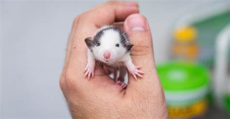 What’s a Baby Rat Called & 4 More Amazing Facts! - A-Z Animals