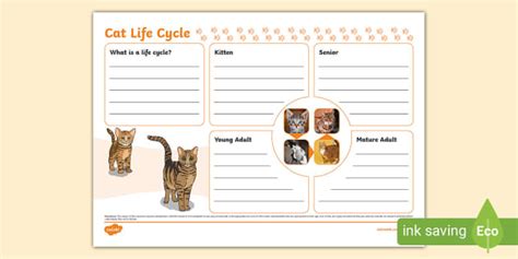 Cat Life Cycle Template (Teacher-Made) - Twinkl