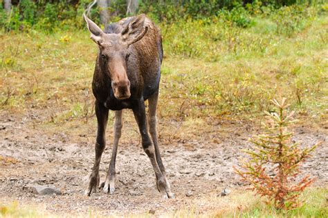 Cottage Q&A: the science behind moose antler shape - Cottage Life