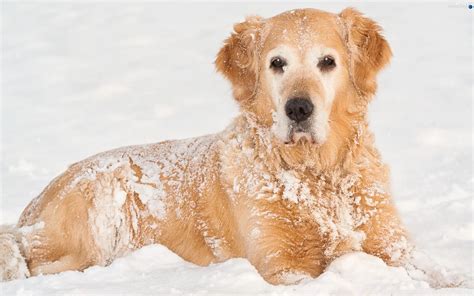 snow, Golden Retriever, winter - Dogs wallpapers: 2880x1800