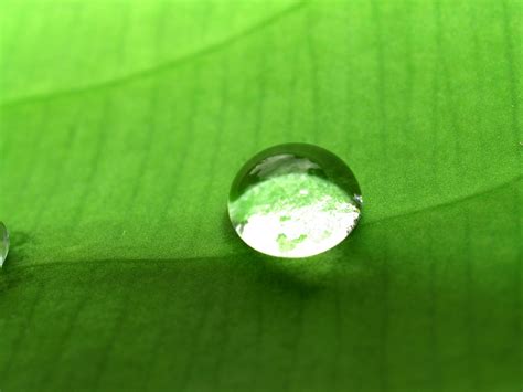 Water Drop On Leaf Stock Photos Free Stock Photo - Public Domain Pictures