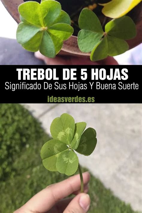 Trébol de 5 hojas, una planta con mucha suerte - Ideas Verdes