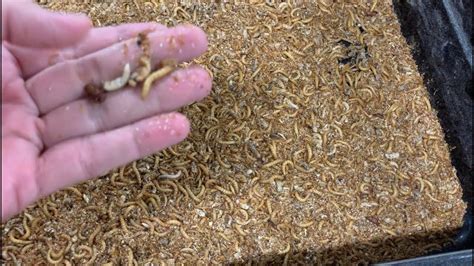 MEALWORM FARMING FOR BEGINNERS – How to Maintain a Healthy Mealworm Farm