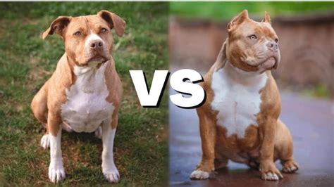 American Bully Dog Breed - Amazing Facts You Must Know!