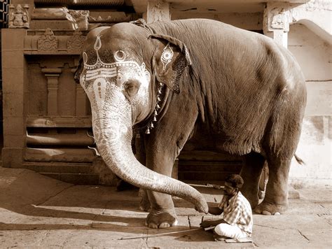 Temple Elephant - India Travel Forum | IndiaMike.com