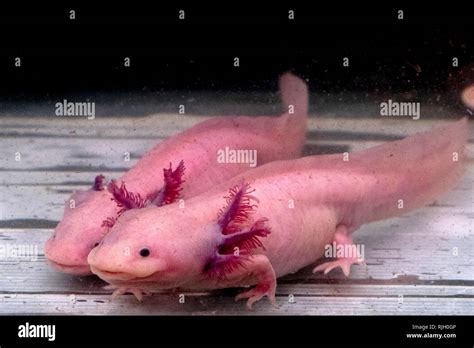 axolotl mexican salamander portrait underwater while looking at you Stock Photo - Alamy