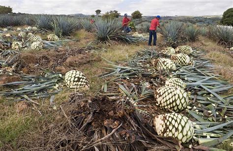 Weekend Getaway to Tequila, Jalisco | Blog