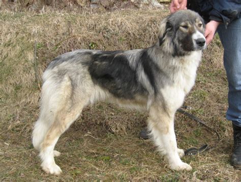 Carpathian Sheepdog (Carpathian Shepherd Dog Info, Temperament, Puppies, Pictures)