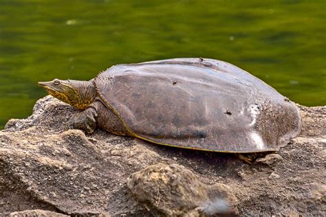 Creature Feature: The More Vulnerable Spiny Softshell Turtle - Forest ...