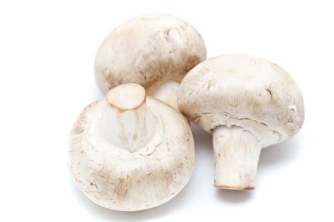 Agaricus Bisporus Extract | Mushroom Supplement