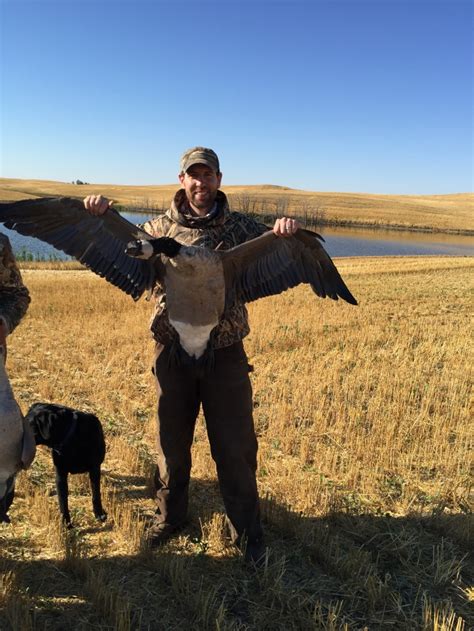 Goose Hunting for Geese | Goose Hunting Saskatchewan