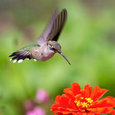 Ruby Throated Hummingbird Side View 12x12 by SueBakerPhotography, $50.00 | Ruby throated ...