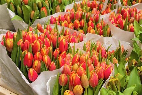 Tulips For Sale At A Flower Market by P A Thompson