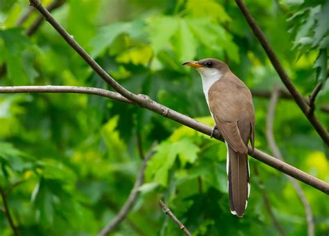 Species Spotlight - Yellow-billed Cuckoo - New York Breeding Bird Atlas