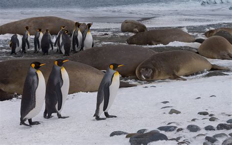 Southern Elephant Seal (Mirounga leonina) and King Penguins ...