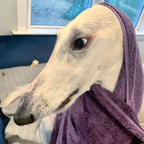 This Borzoi Sighthound May Have The 'World's Longest Nose' And She Is Adorable!