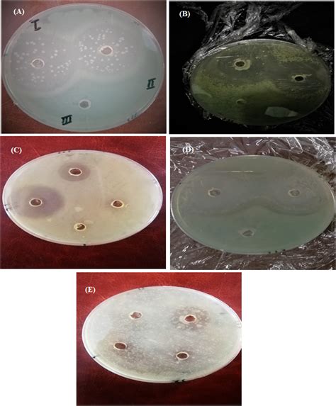 Poly Lactic-Co-Glycolic Acid Nano-Carriers for Encapsulation and ...