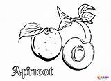 Apricot Coloring Pages Printable For Free Download sketch template