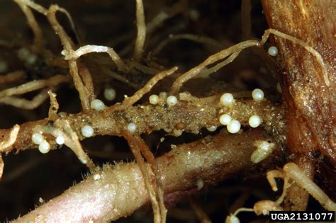 Novel Insights on How Plant Roots Cope With Cyst Nematodes – The Green ...