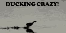 Ducking GIF - Ducking - Discover & Share GIFs