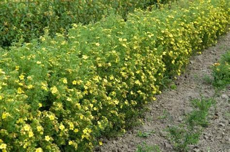 How To Plant And Care For Potentilla - Best Landscape Ideas