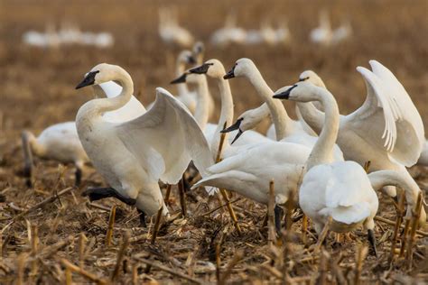 Tundra Swan | Audubon Field Guide