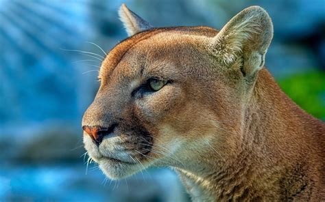 Fonds d'ecran 2560x1600 Pumas Tête Voir Museau Animaux télécharger photo