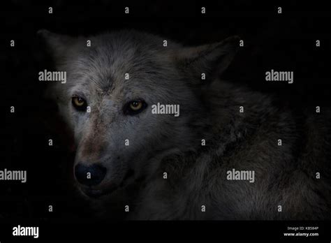 Wolf Eyes's Instagram, Twitter & Facebook on IDCrawl