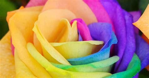 How To Grow Rainbow Roses From Seeds | Storables