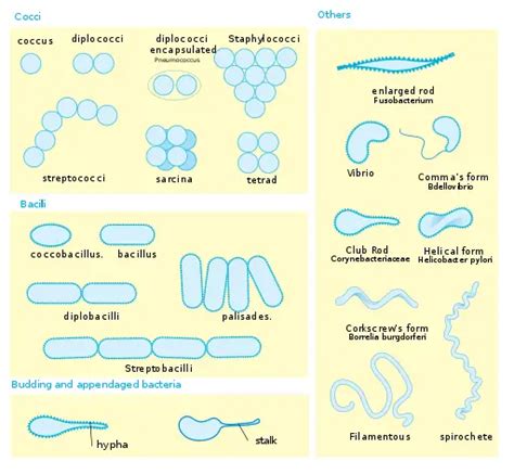 Bacteria - Size, Shape and Arrangement