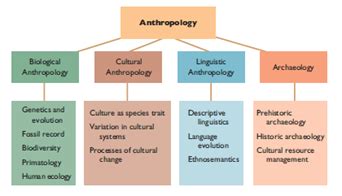 Subfields of Anthropology, Essay Example | Essays.io