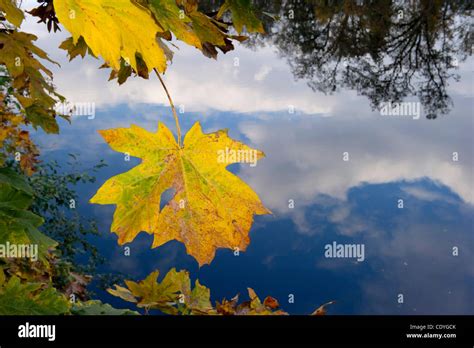 Nov. 4, 2011 - Roseburg, Oregon, U.S - Fall leaves show their colors along the reflective glass ...