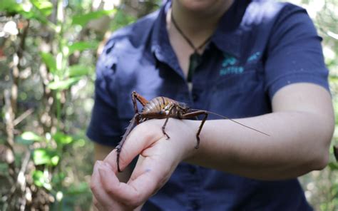 Wētāpunga released into mainland Aotearoa | RNZ