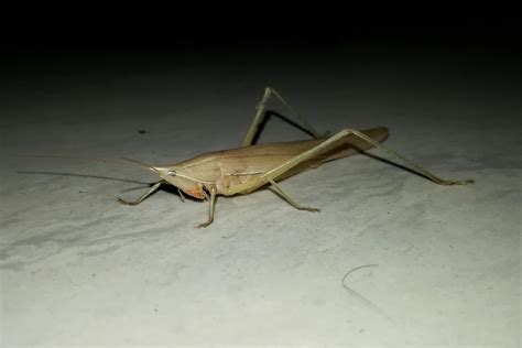 Grasshopper Close-up - PixaHive