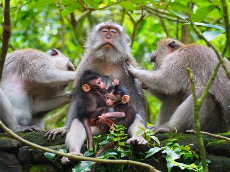 Monkey Forest na Bali | Travel and Keep Fit