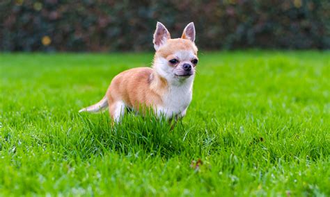 10 Amazing Small Dog Breeds with Short Hair - Low Grooming Needs