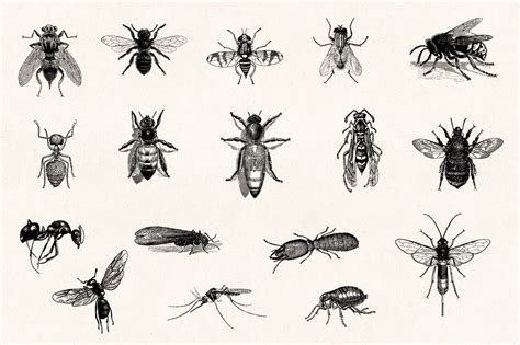 Insects - Vintage Engraving Illustrations - Graphic Goods