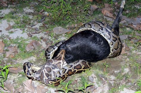 Python eats adult GOAT in four hour eating marathon | Daily Star