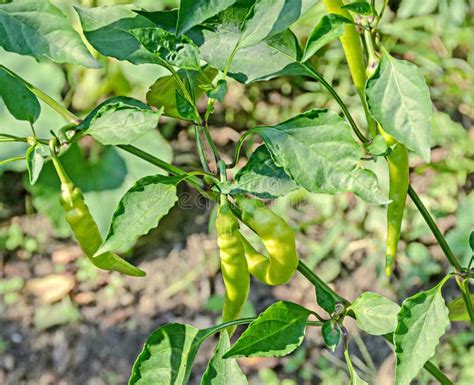 Green Chili Pepper Plant Chile Pepper or Chilli Pepper Stock Photo ...