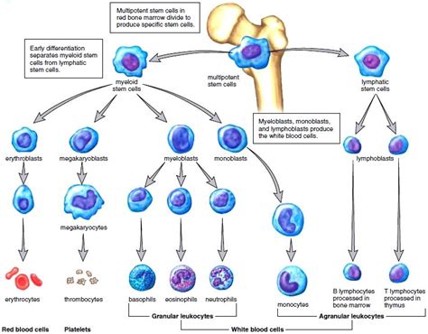 Pin on MED-SURG|HEMATOLOGY