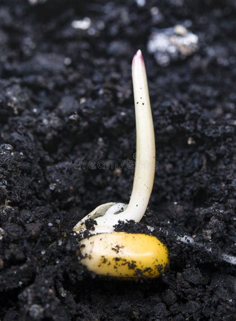 Corn germination stock image. Image of growing, maize - 113473191