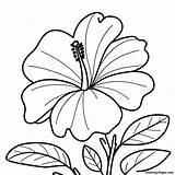 Hibiscus Flower Coloring Page  Pagescom sketch template